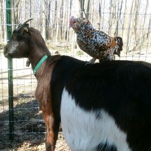 Meet your Posher, Jessie